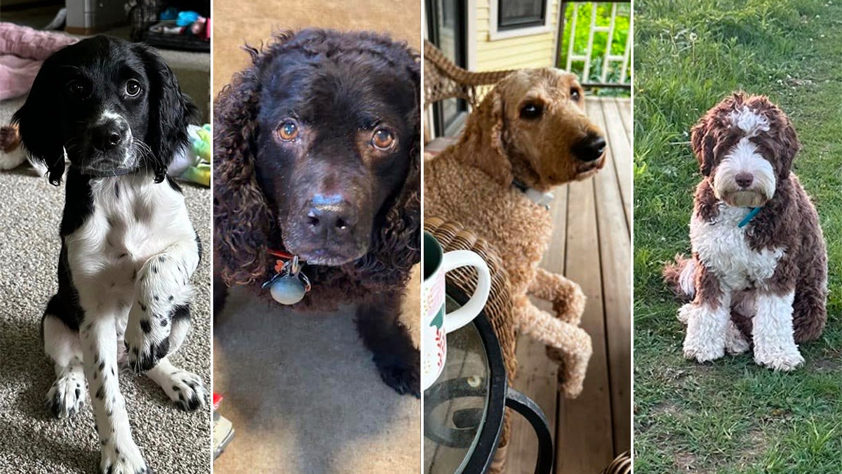 four dogs of various breeds in a split photo
