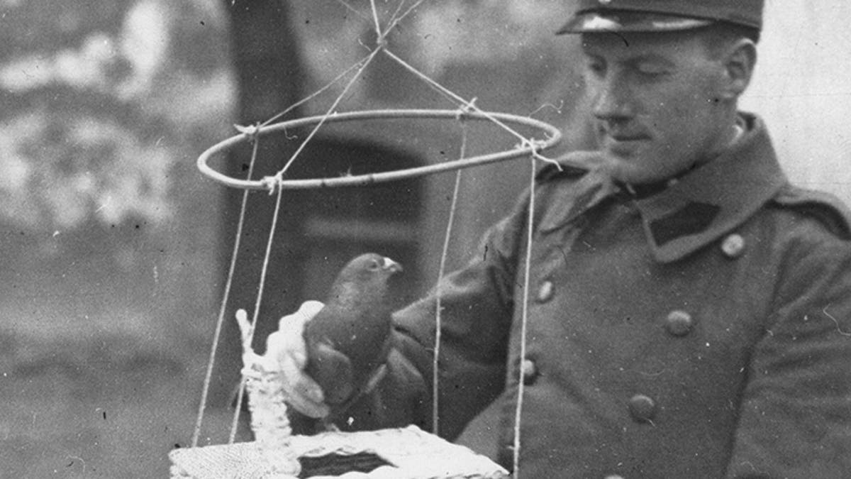 Rare pigeon parachute used to carry messages amid WWII found in old shoebox  | Fox News