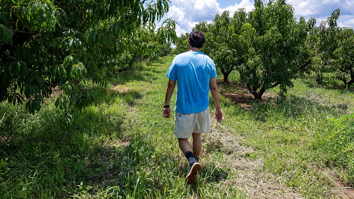 Person walking through peach orchard