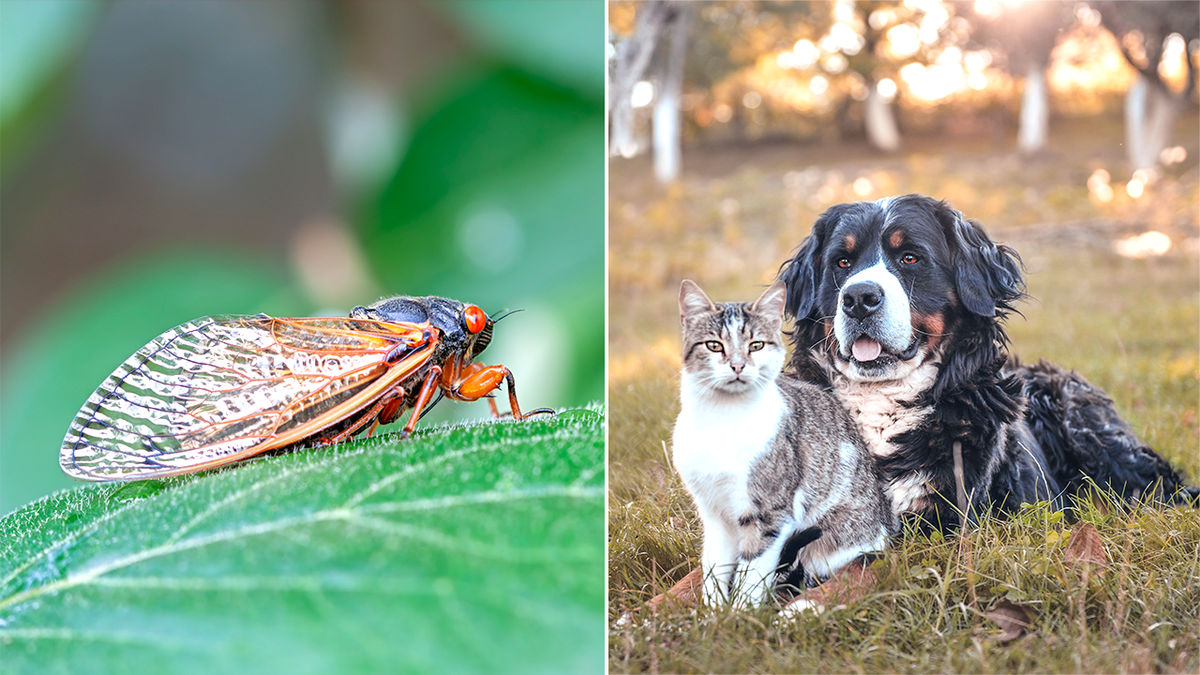 a split image of a cicada next to a dog and a cat outside