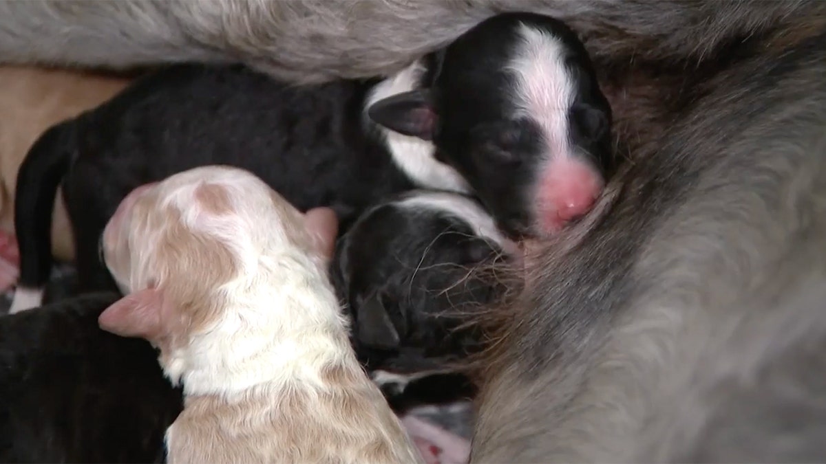 puppies born on Memorial Day