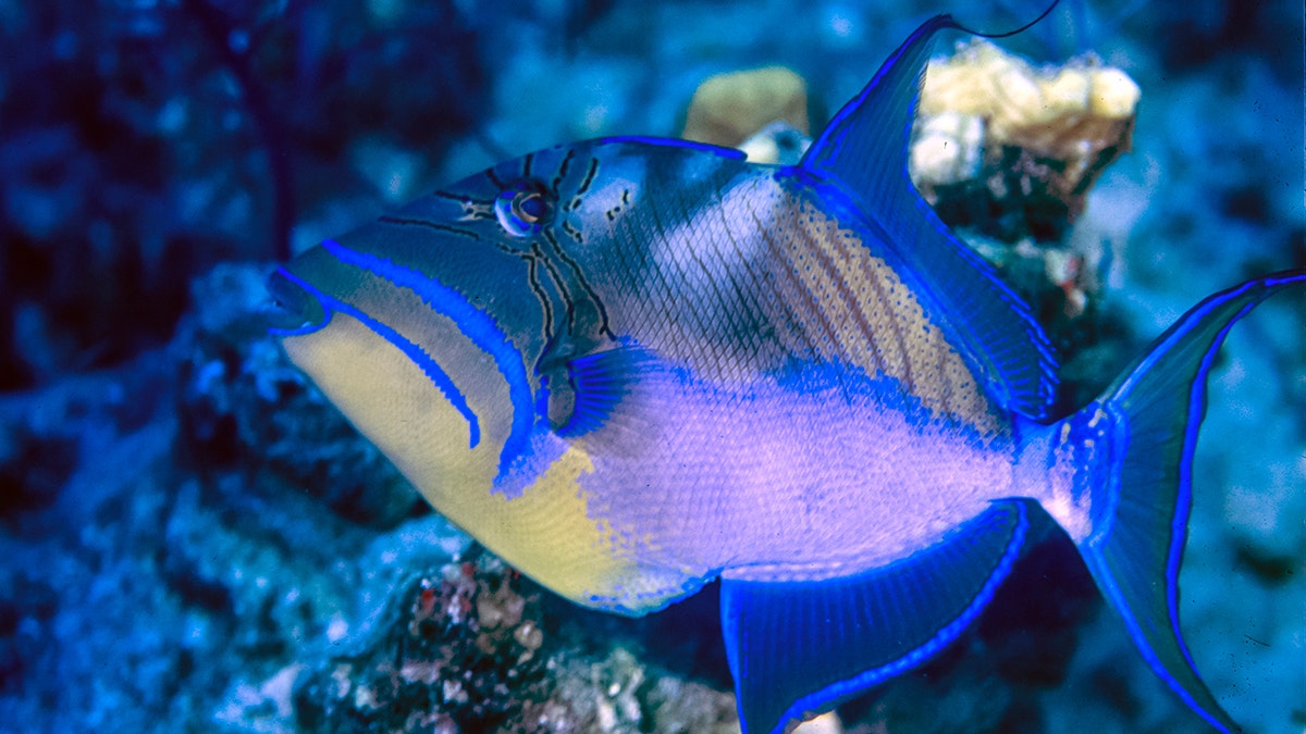 queen triggerfish istock