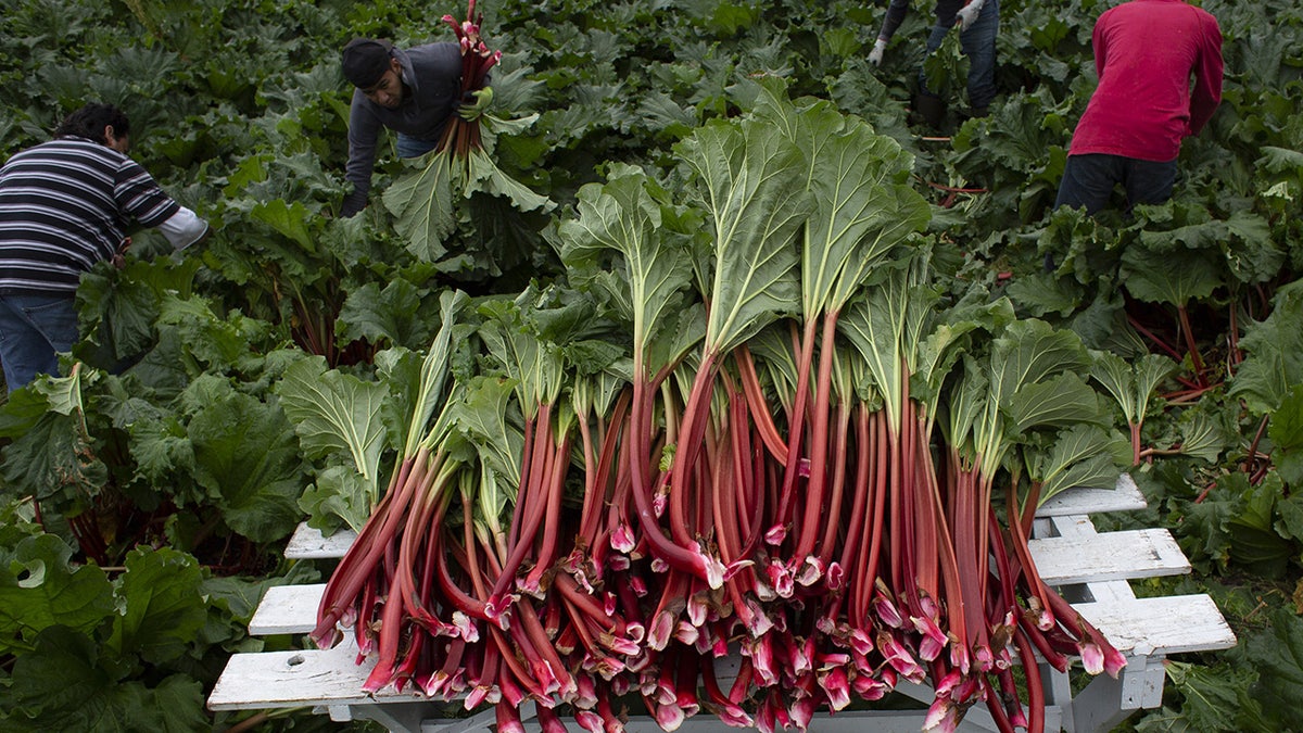 Rhubarb