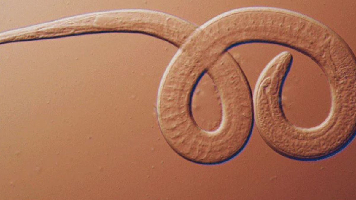 roundworm under miscroscope