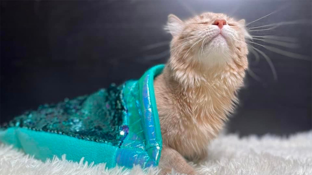 Cat in mermaid costume