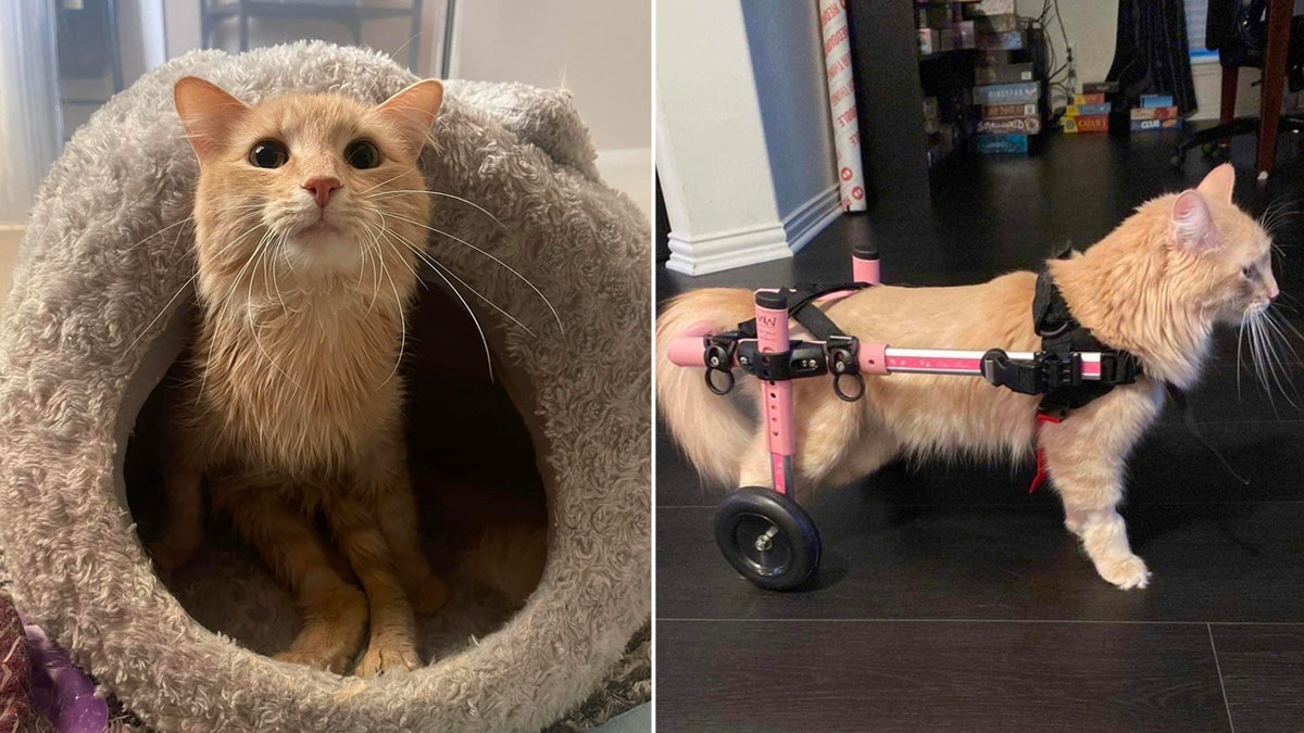 split image of cat in a cat cave and the same cat using a pink cat wheelchair