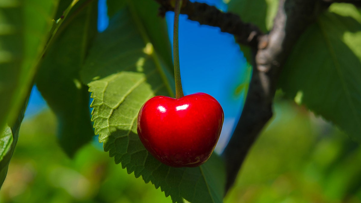 A single cherry on a cherry tree