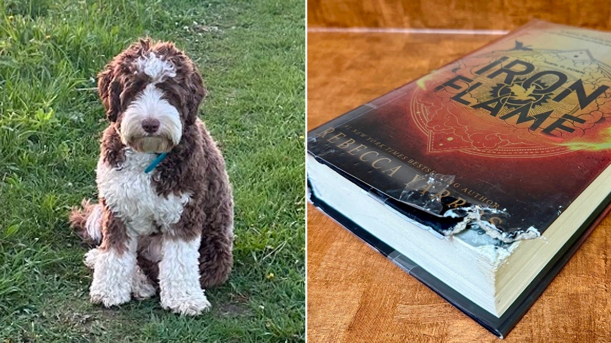 dog split with photo of book with a bite taken out of it
