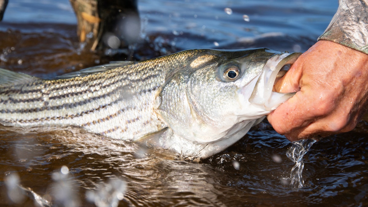 striped-bass-iStock