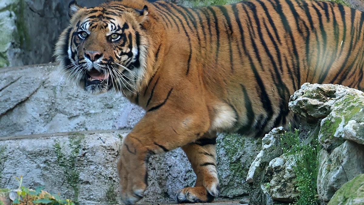 Sumatran tiger in Italy zoo