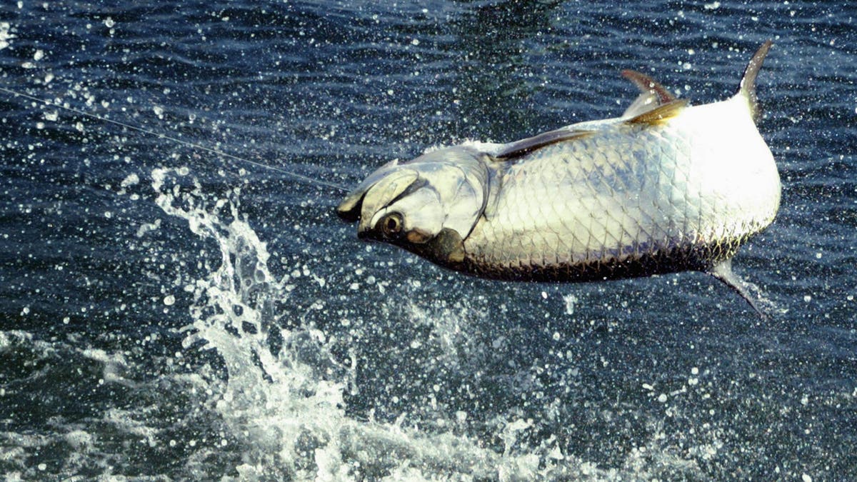 tarpon being reeled in