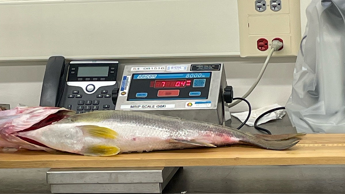 weighing-fish-record