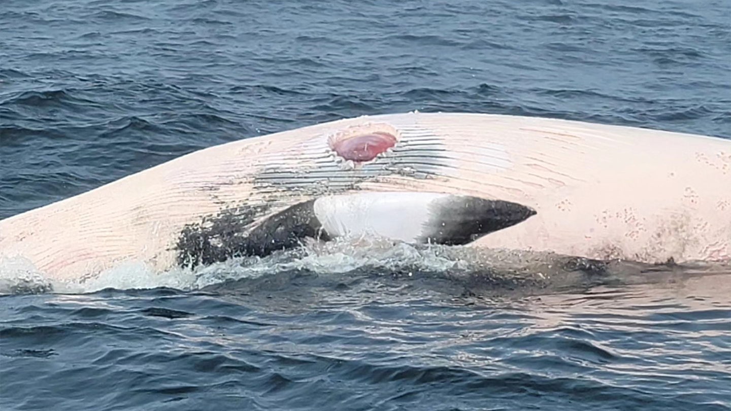 Shark Sightings Rampant in Cape Cod as Memorial Day Weekend Approaches