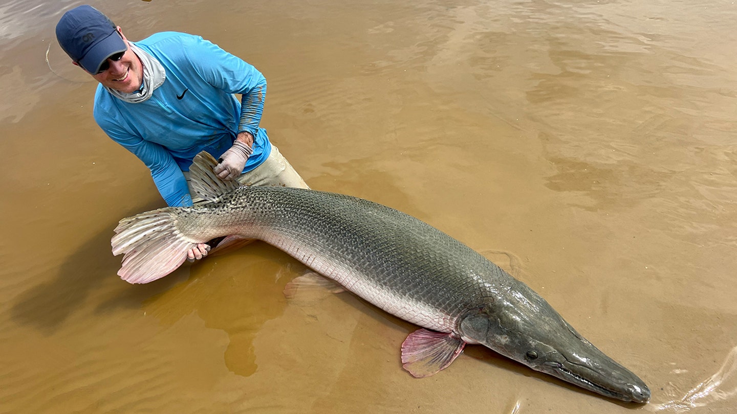 Art Weston alligator gar