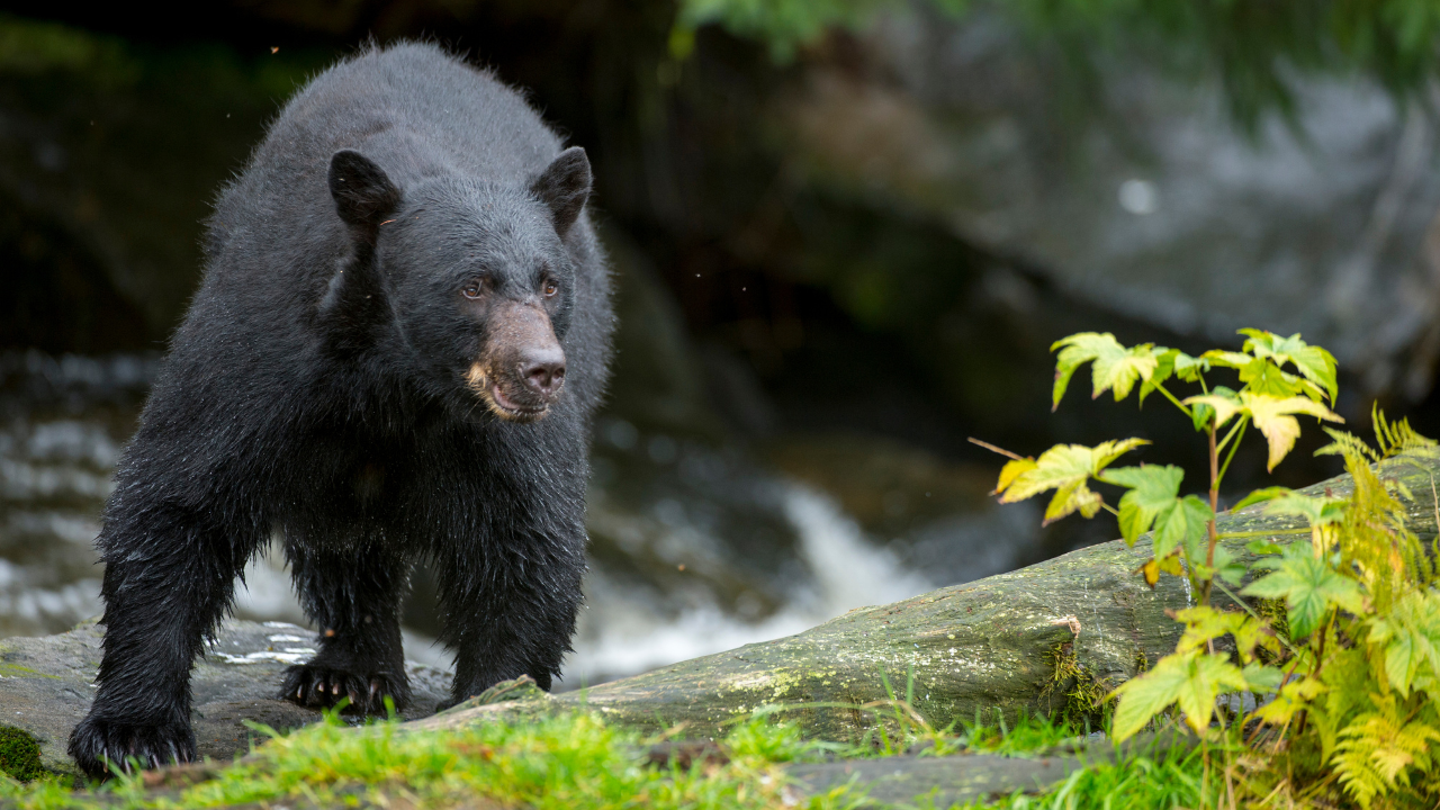 CDC Urges Proper Cooking of Wild Game After Six Fall III from Bear Meat Parasite