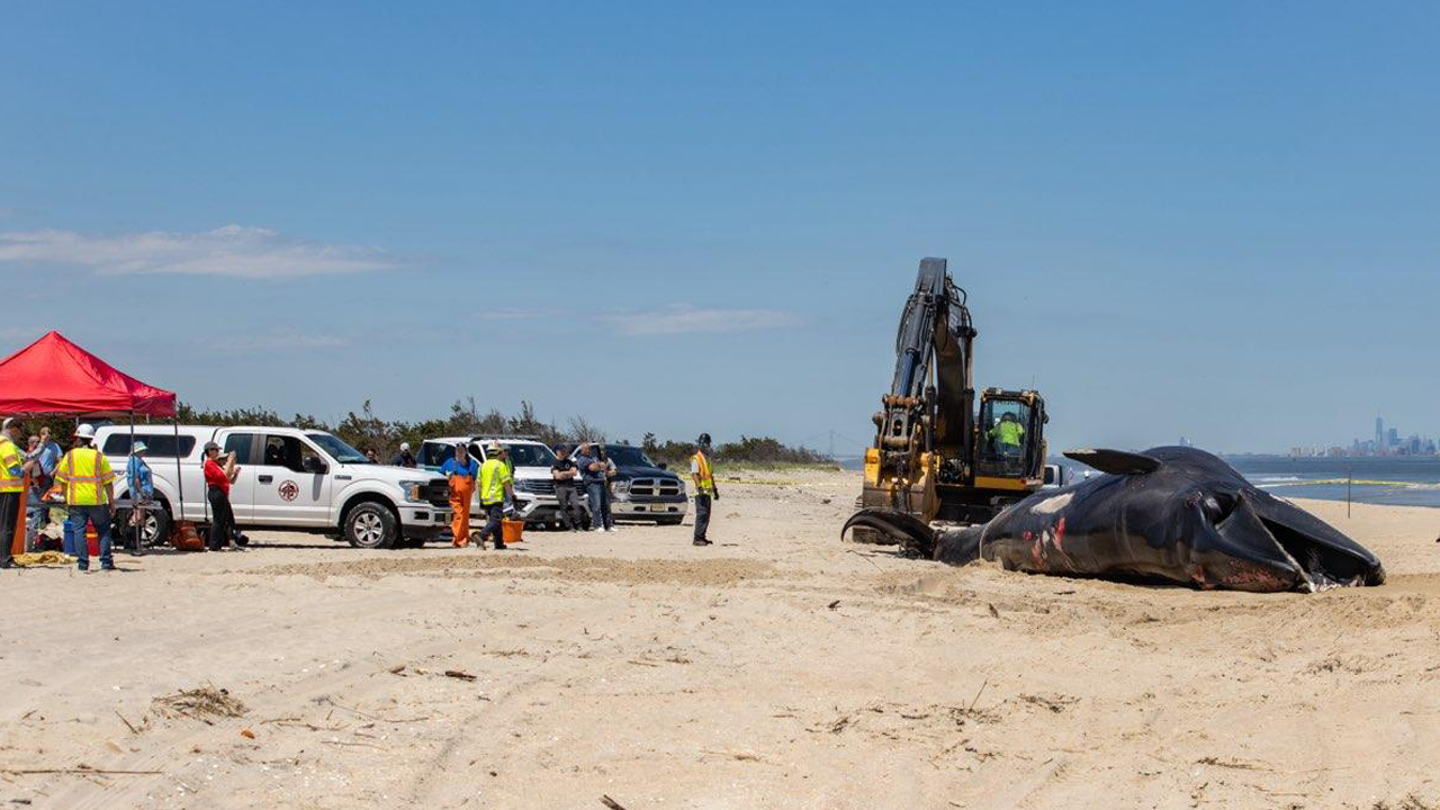 Cruise Ship Encounters Wildlife Perils: Dead Whale and Cuban Rescue