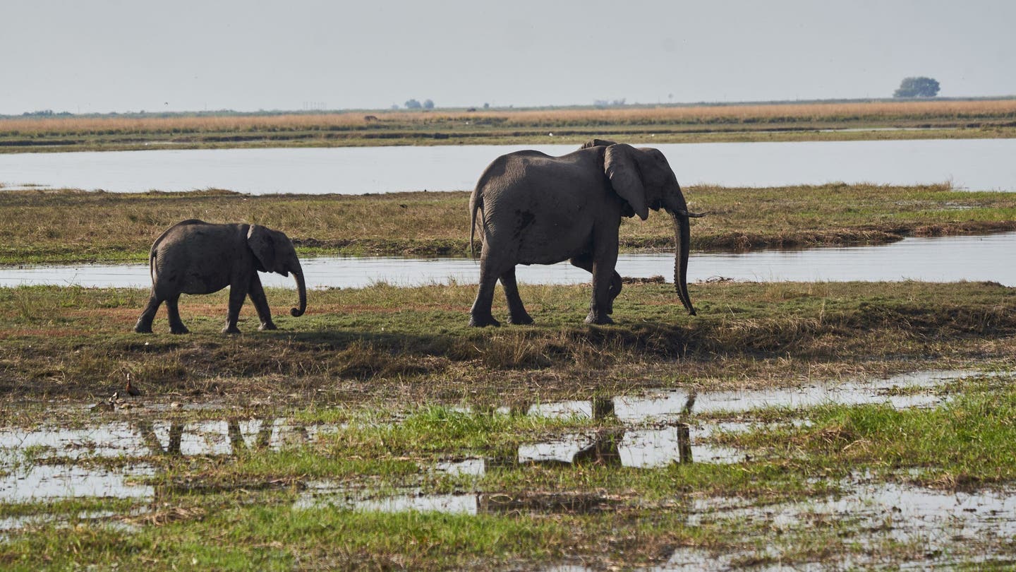 Namibia to Cull Hundreds of Wild Animals to Feed Struggling Population