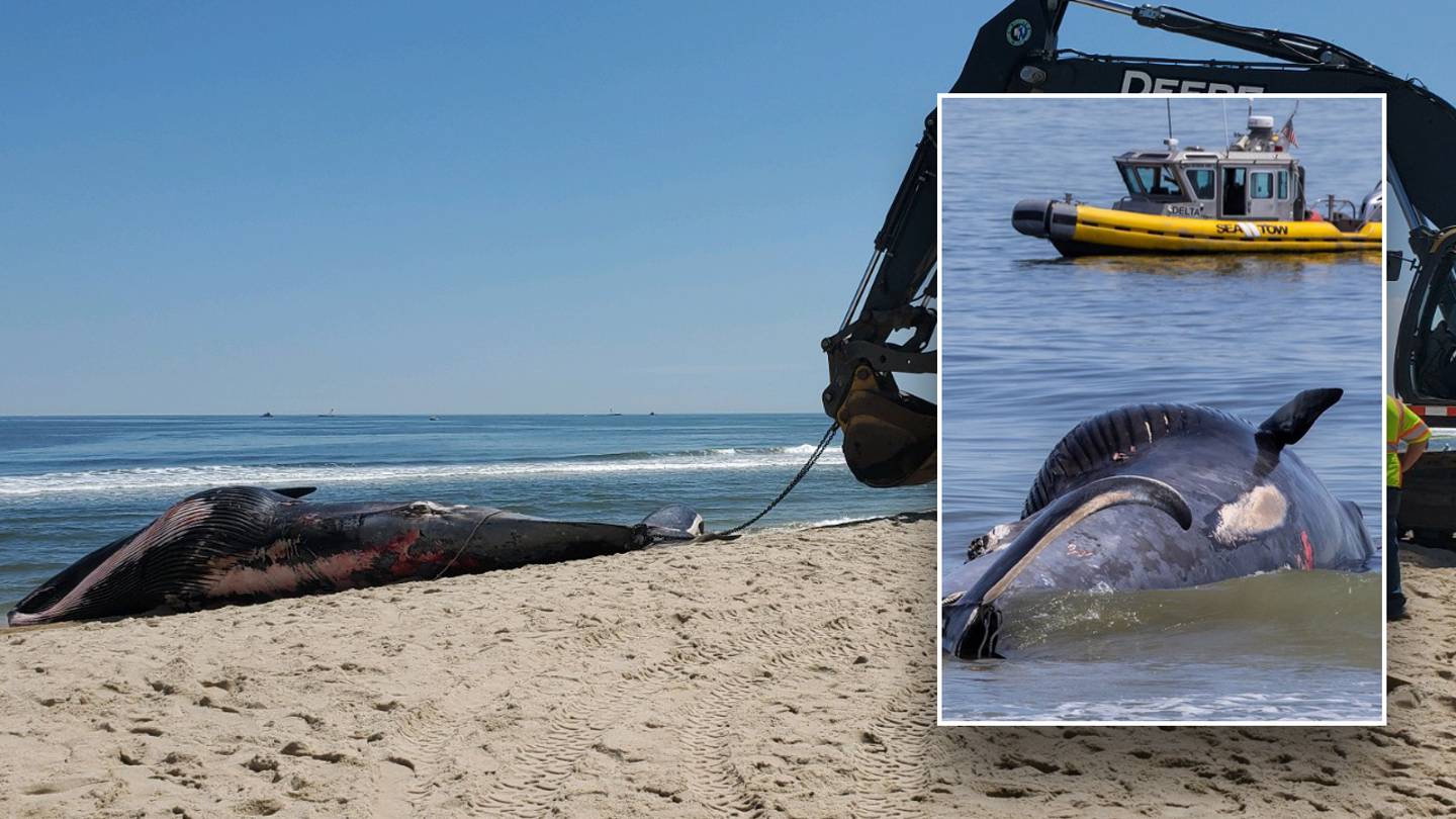 Cruise Ship Encounters Wildlife Perils: Dead Whale and Cuban Rescue