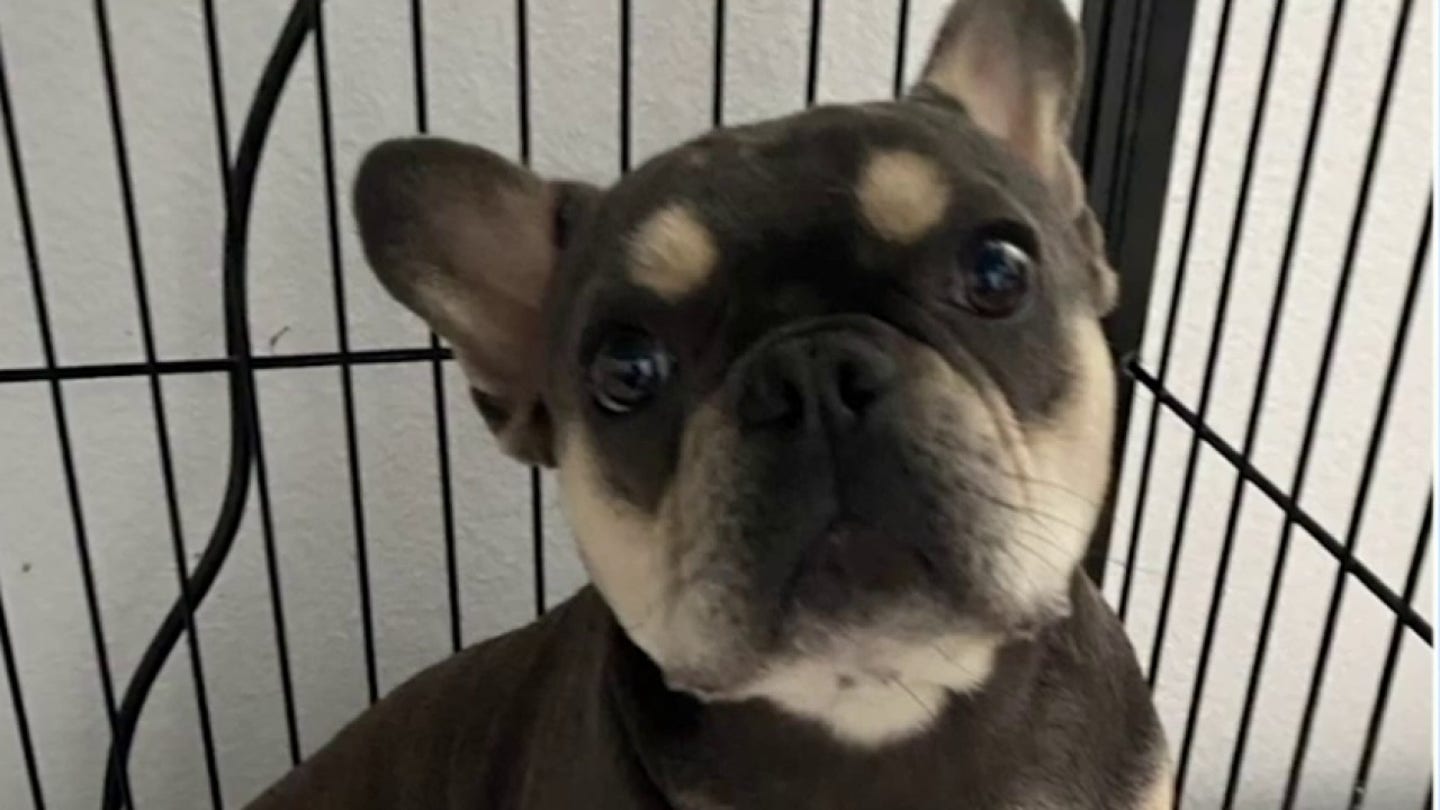 Beloved French Bulldog Stolen at Gunpoint in Los Angeles