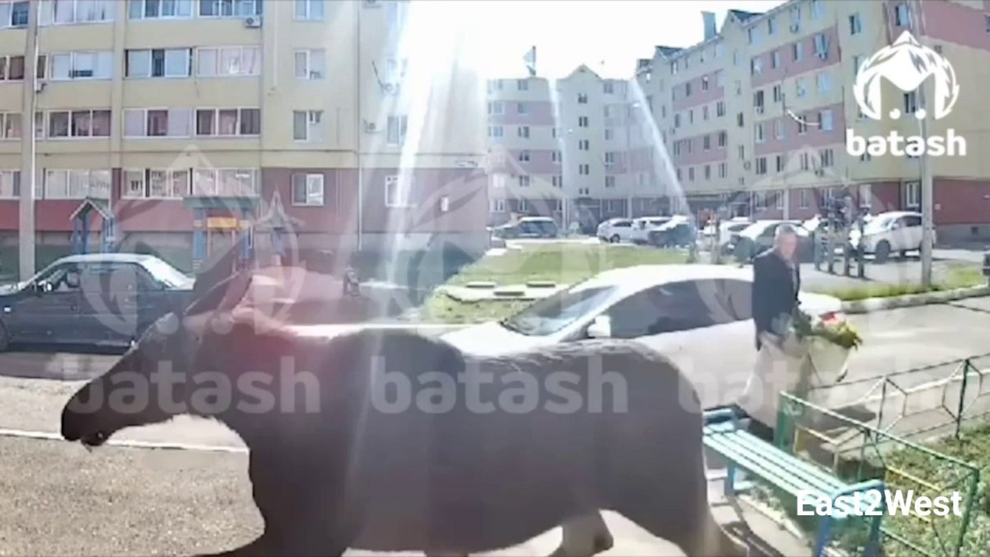 A Moose on the Loose: Panic and Terror in Salavat