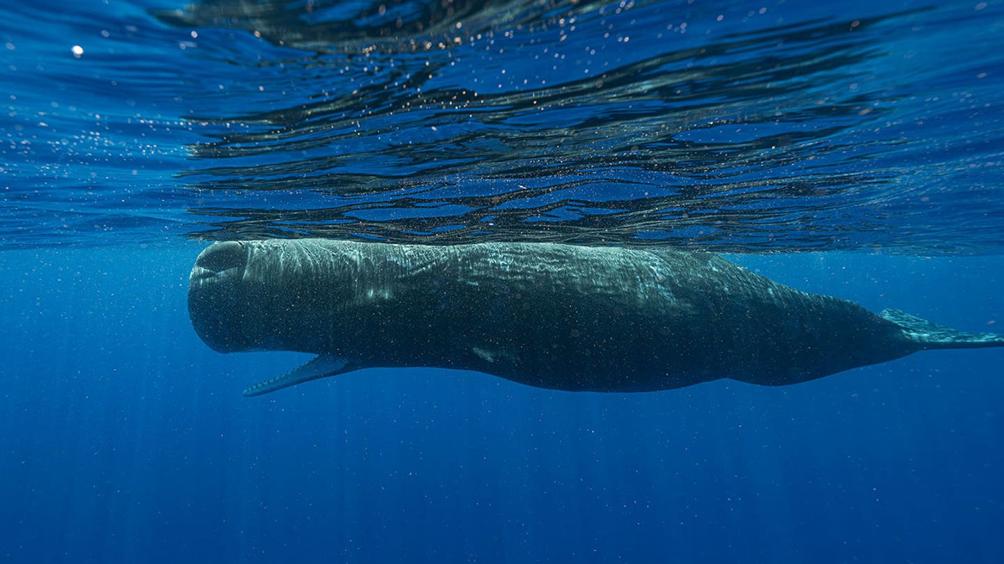 Deciphering the Phonetic Alphabet of Sperm Whales