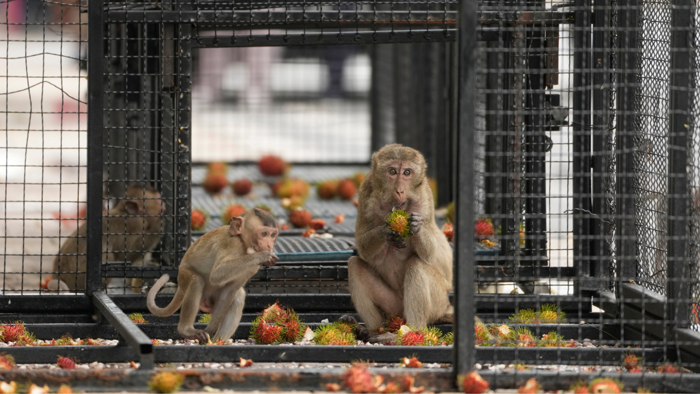 Thai Monkeys Wage Rampage on Supermarket, Sparking Urban Mayhem