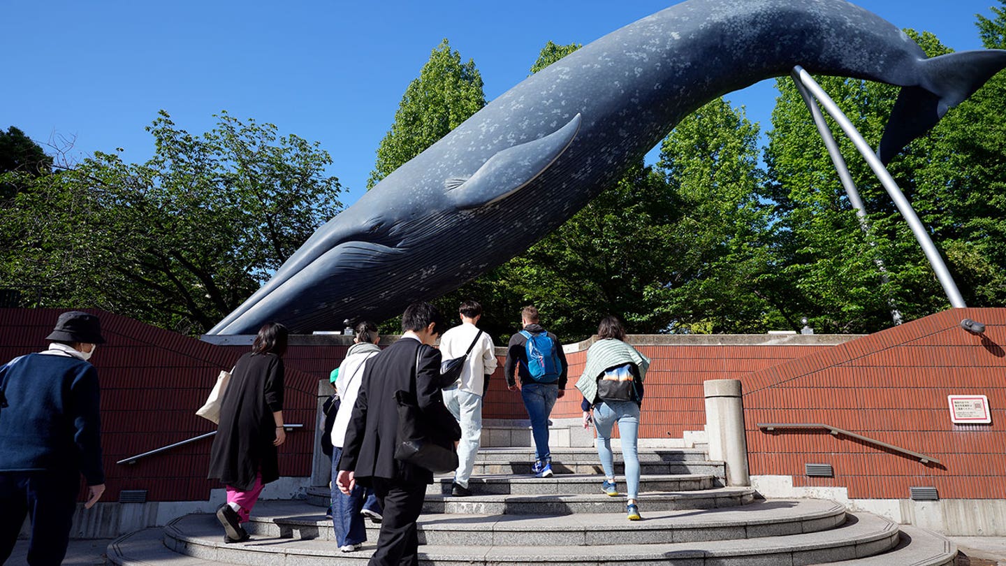 Japan Proposes Expanding Commercial Whaling to Include Fin Whales