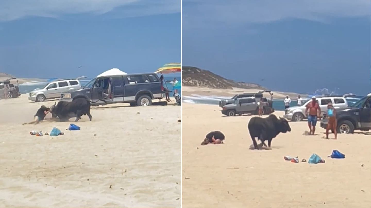 Horrifying video shows animal attacking female tourist on popular beach