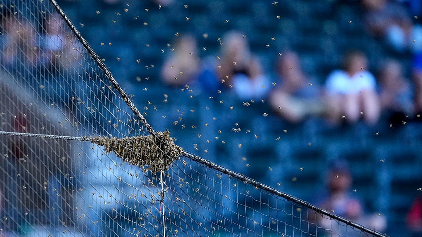 Beekeeper Matt Hilton Saves the Day at Chase Field