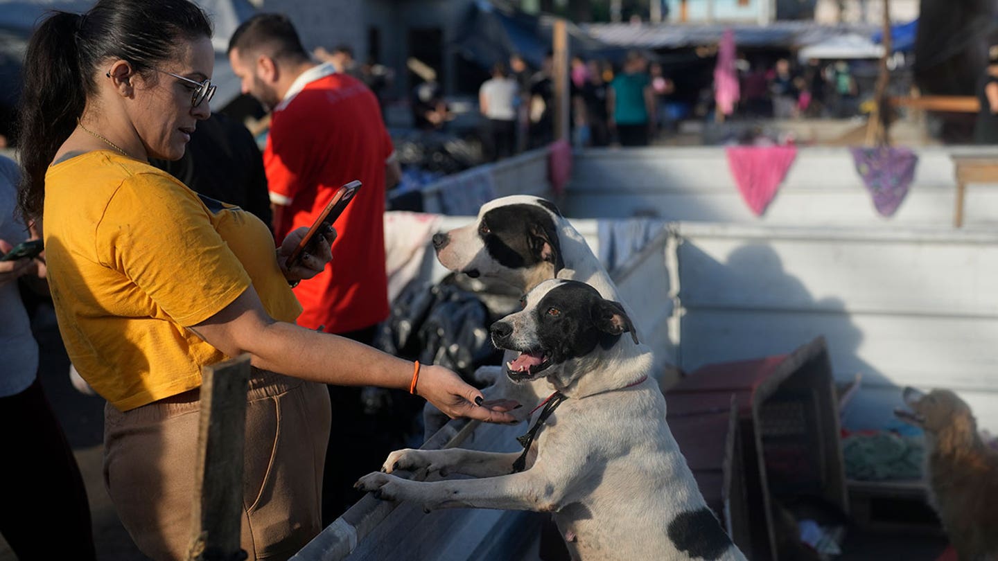 Dogs Bring Comfort and Hope Amidst Devastation