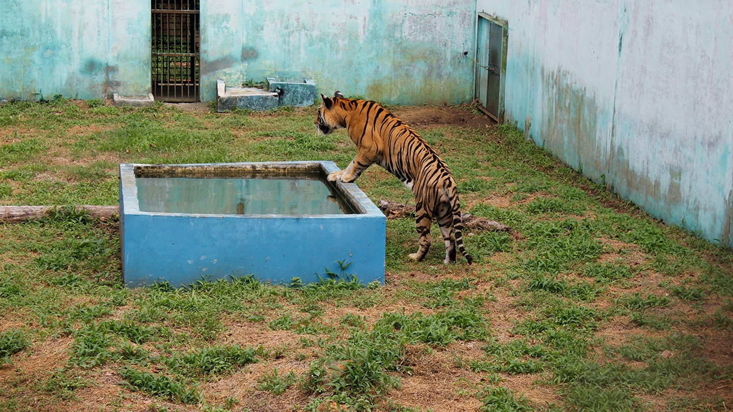 Sumatran tiger on the loose, believed to have killed man in Indonesia