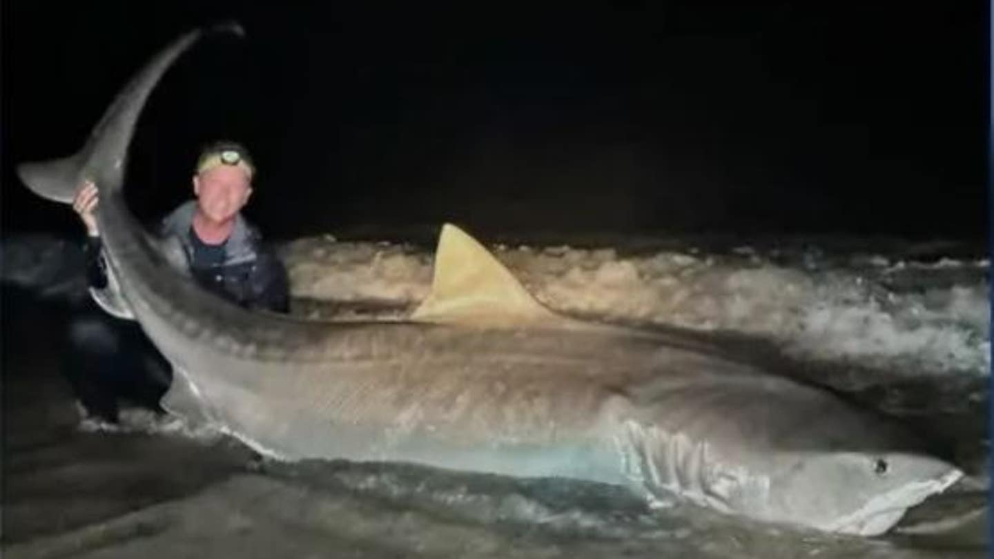 Massive 12-Foot Tiger Shark Reeled In by Florida Fisherman