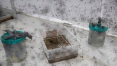 WHO approves second vaccine against the mosquito-borne disease dengue as outbreaks intensify