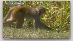 Wild monkeys spotted roaming Florida neighborhoods: 'Absolutely crazy'