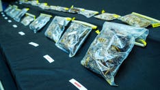 New York museum curator detained in Turkey for alleged spider smuggling claims to have government permits