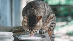 Texas cats die on dairy farm after drinking raw milk contaminated with bird flu, CDC warns