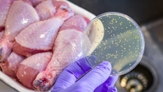 High levels of resistant bacteria found in uncooked meats and raw dog food: ‘Red flag’