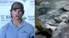 Florida man survives shark attack after 'apex predator' pulls him underwater, narrowly misses femoral artery