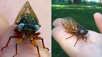 Family's surprising reaction to finding rare 'one in a million' blue-eyed bug