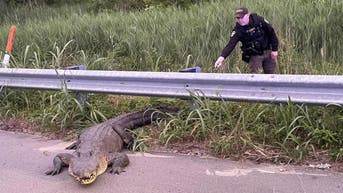 Alligator's killer instincts kick in during tangle with law enforcement