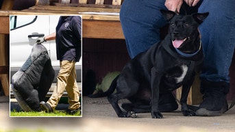 How suspected serial killer's dog could land accused murderer on death row