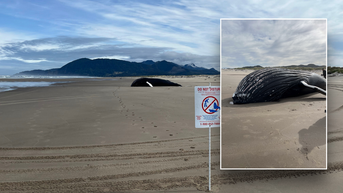 Massive mammal washes up on West Coast beach — and no one knows why