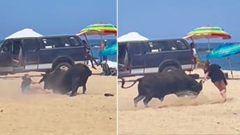 Horrifying video shows animal attacking female tourist on popular beach