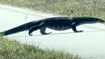 Mom and daughter shocked by sight of massive lizard: ‘Just stay in the car’