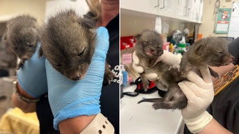 Warning after baby animals dropped off at shelter turn out to be less than cuddly creatures