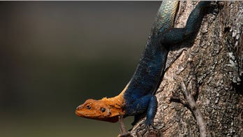 Invasive African lizard spotted moving north in Florida