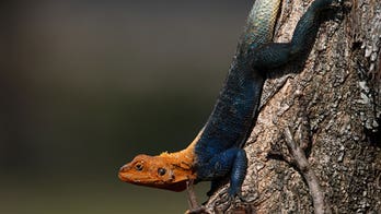 Invasive African lizard spotted moving north in Florida