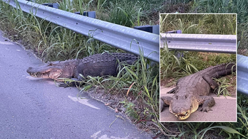 Alligator does 'death roll' while North Carolina cops wrangle him in: 'He's growling'