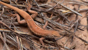US government declares rare lizard endangered, sparking clash between environmentalists and oil industry