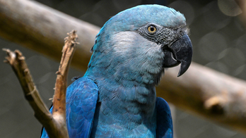 Climate change threatens Brazil's beloved Spix's macaw from animated 'Rio' films
